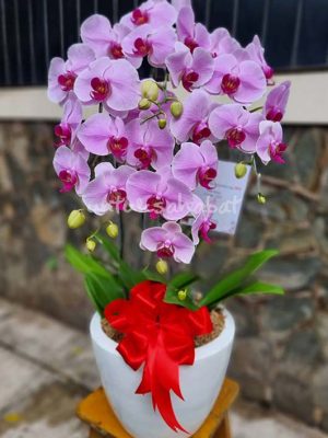 Orchid Plum