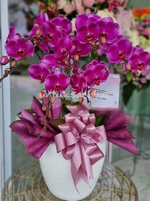 Orchid Magenta