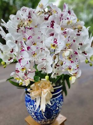 Orchid Hibrida