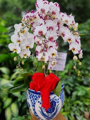 Orchid Bangkok