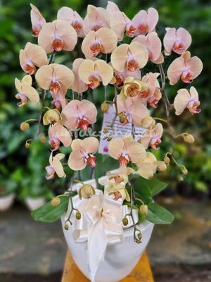 Orchid Cantaloupe