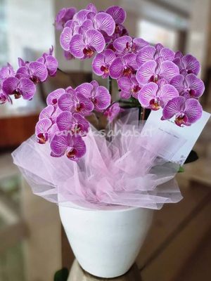 Purple Orchid Varigata