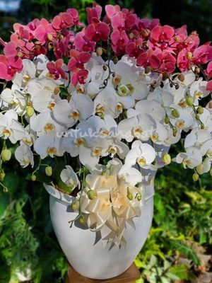Orchid Red White