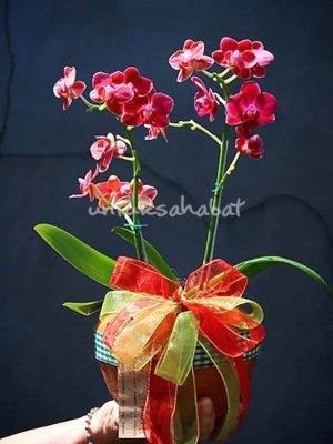Anggrek Bulan Mini