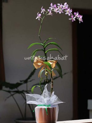 Anggrek Dendrobium