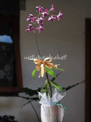 Orchid Dendrobium
