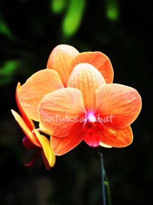 Hampers Anggrek Mini Orange