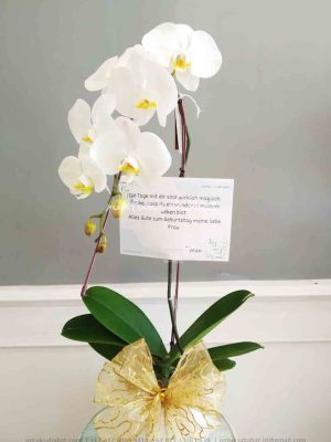 Bunga Meja Anggrek Jakarta 01