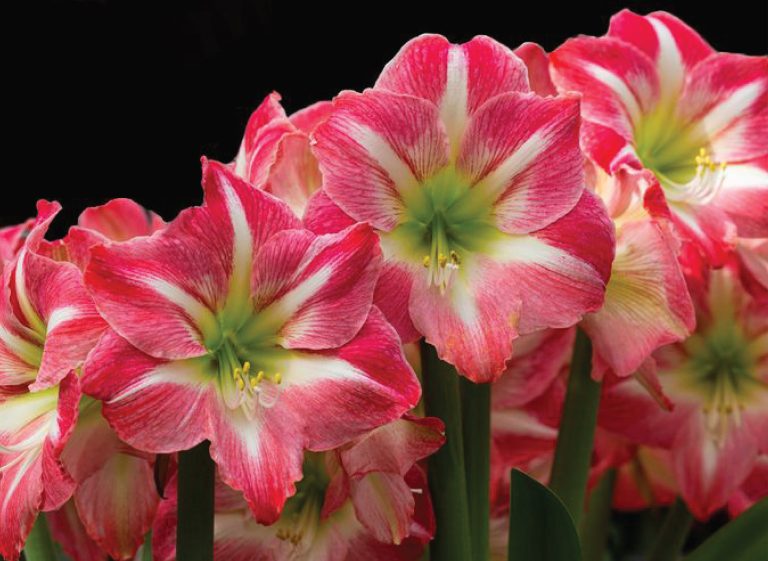 Amarilis bisa mempercantik ruangan
