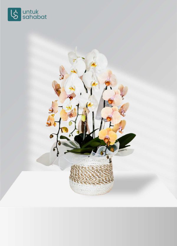 Bloombox Magelang 06