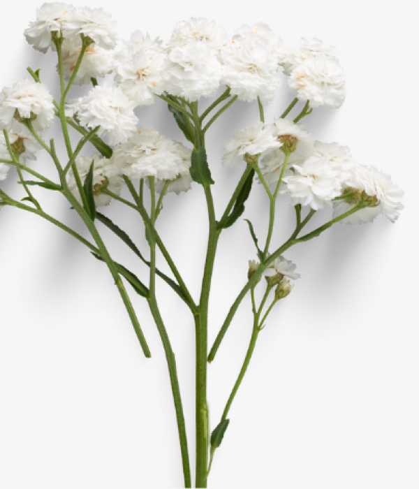 White-Flower-Background.png